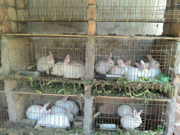 兔子养殖基地