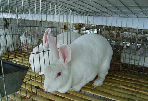 养殖好项目茗阳农业兔子养殖：兔子的科学养殖方法