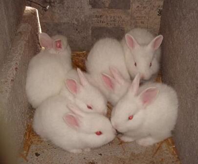 茗阳科学养殖肉兔提高产量